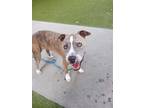 Adopt NANCY a Pit Bull Terrier, Mixed Breed