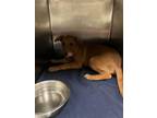 Adopt FLORA a Labrador Retriever, Mixed Breed