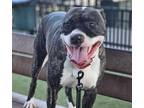 Adopt SNOOKIE a Staffordshire Bull Terrier