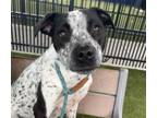 Adopt NELLIE a Australian Cattle Dog / Blue Heeler