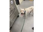 Adopt OLIVE OYL a Bull Terrier, Mixed Breed