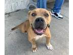 Adopt BOO a American Staffordshire Terrier, Mixed Breed