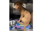 Adopt FINNLEY a Labrador Retriever, Mixed Breed