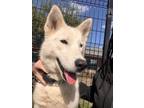 Adopt MARREN a Siberian Husky