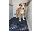 Adopt LOUISE a Catahoula Leopard Dog