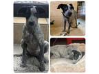 Adopt BLUE a Australian Cattle Dog / Blue Heeler, Australian Shepherd
