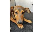 Adopt SAPPHIRE a Australian Cattle Dog / Blue Heeler