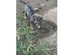 Adopt LOLLIE a Catahoula Leopard Dog