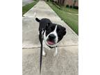 Adopt ROXANNE a Border Collie