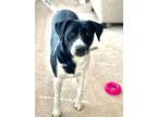 Adopt STELLA a Pointer