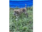 Adopt LAYLA a Catahoula Leopard Dog