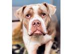 Adopt CLEO a Staffordshire Bull Terrier, Mixed Breed