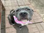 Adopt JAZZY a Staffordshire Bull Terrier, Mixed Breed