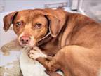 Adopt CANDY a Labrador Retriever, Beagle