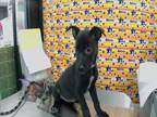 Adopt PINKY a Labrador Retriever, Australian Cattle Dog / Blue Heeler