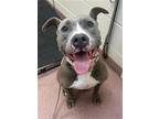 Adopt PARIS a American Staffordshire Terrier, Mixed Breed