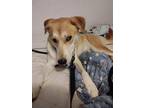 Adopt NALA a Golden Retriever, Siberian Husky