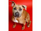 Adopt NUGGET a American Staffordshire Terrier