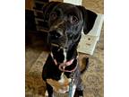 Adopt AJ a Feist