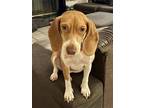 Adopt Rory a Beagle