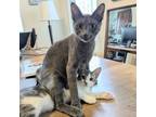 Adopt Sunny a Domestic Short Hair, Russian Blue
