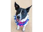 Adopt Tula a Rat Terrier