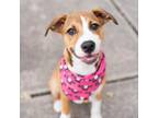 Adopt Fullsteam a Boxer