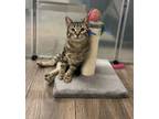 Adopt Tulip (Felix) a Domestic Medium Hair, Tabby