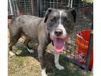 Adopt Ramona a Pit Bull Terrier
