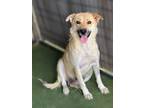 Adopt Hayden a Australian Shepherd, Cattle Dog