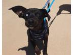 Adopt Junebug a Miniature Pinscher