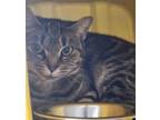 Adopt Baby a Domestic Short Hair