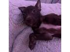 Adopt Lucky day a Pit Bull Terrier