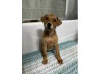 Adopt Charley (C-Duo) a Labrador Retriever, Golden Retriever