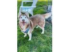Adopt LONI a Husky