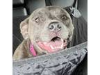 Adopt Tova a Labrador Retriever