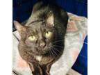 Adopt Bella a Domestic Short Hair