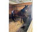 Tennessee Walker Cross