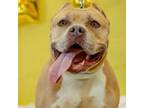 Adopt Nyla a Pit Bull Terrier