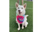 Adopt RUBY ROSE a Husky