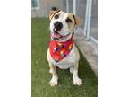 Adopt MINNIE a Pit Bull Terrier