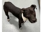 Adopt BRIDGETTE a Pit Bull Terrier
