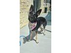 Adopt MISSY a German Shepherd Dog