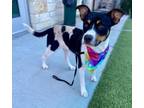 Adopt LANIE a Pit Bull Terrier