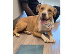 Adopt DANI a Pit Bull Terrier, Mixed Breed