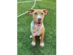 Adopt NAVY a Labrador Retriever, Pit Bull Terrier