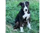 Adopt Sherlock a Pit Bull Terrier
