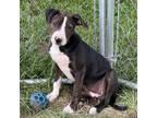 Adopt Zena a Pit Bull Terrier
