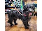Adopt Paisley a Terrier