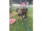 Adopt Prissy a Hound